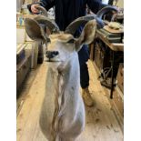 Taxidermy: A head of a Kudu, 200 cm approx. (horns loose)