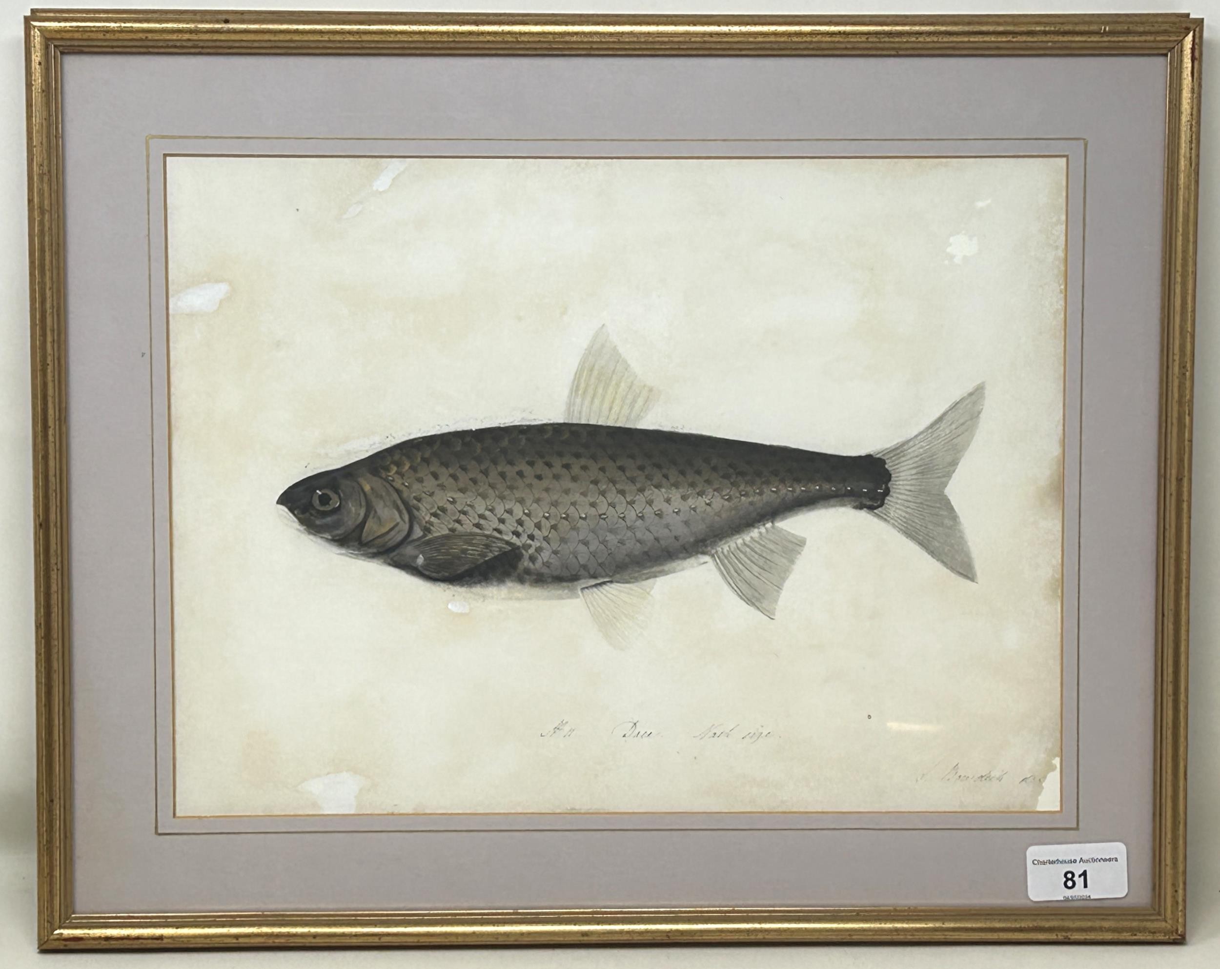 Sarah Bowdich Lee (British 1791-1856), inscribed Dace, Natl size, signed, 25 x 23 cm Paper - Image 2 of 3