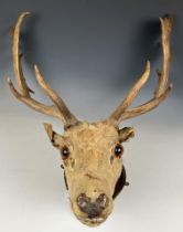 Taxidermy: A stags head and antlers, set on a mount