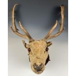 Taxidermy: A stags head and antlers, set on a mount