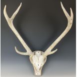 Taxidermy:  A pair of antlers, mounted