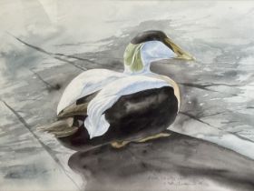 Keith Butcher, an Eider duck, watercolour, signed, inscribed and dated, 25 x 34 cm