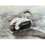 Keith Butcher, an Eider duck, watercolour, signed, inscribed and dated, 25 x 34 cm
