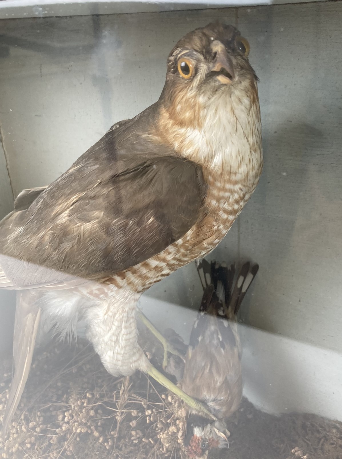 Taxidermy: A sparrowhawk, cased, 36 cm wide - Image 2 of 3