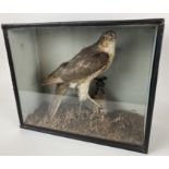 Taxidermy: A sparrowhawk, cased, 36 cm wide