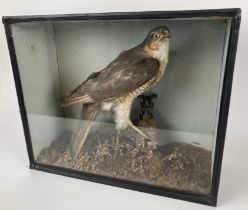 Taxidermy: A sparrowhawk, cased, 36 cm wide