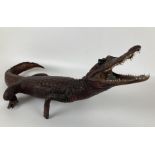 Taxidermy: A cayman, 64 cm