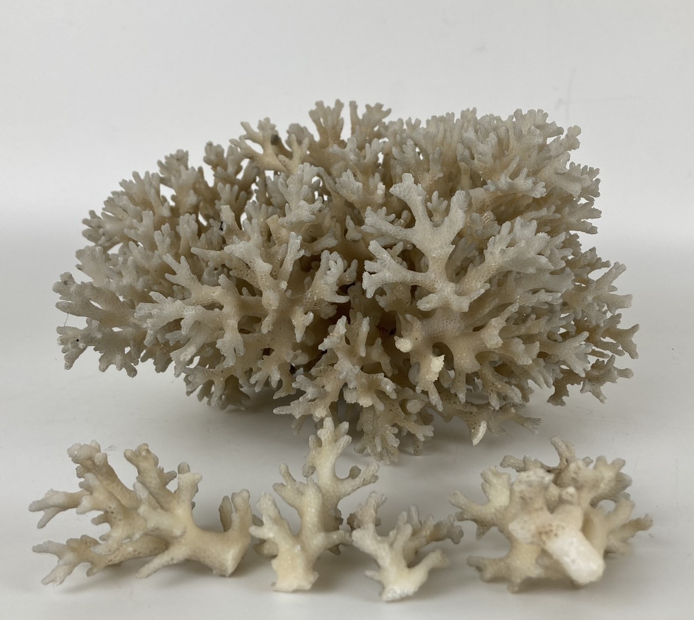 A piece of coral
