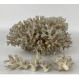 A piece of coral