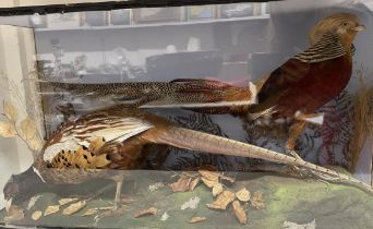 Taxidermy: A Lady Amersham pheasant, and another pheasant, cased, 85 cm wide