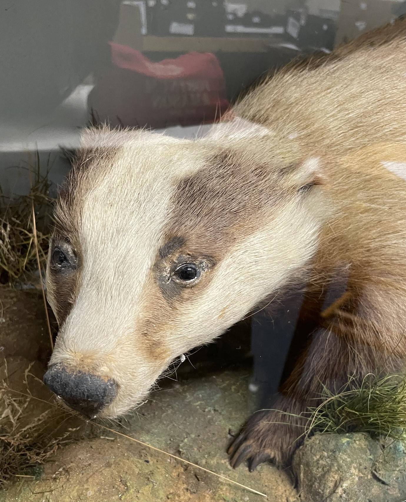 Taxidermy: A badger, cased, 87 cm wide - Image 2 of 2