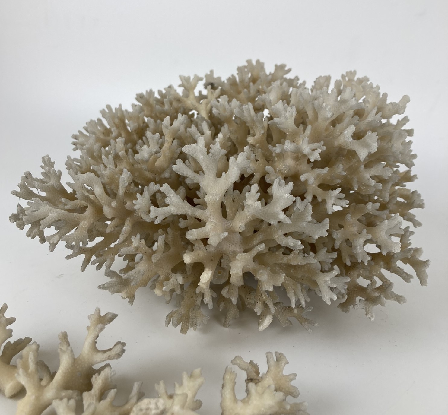 A piece of coral - Image 3 of 3