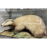 Taxidermy: A badger, cased, 87 cm wide