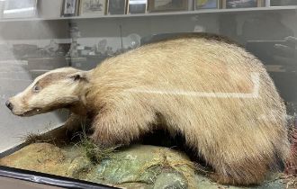 Taxidermy: A badger, cased, 87 cm wide