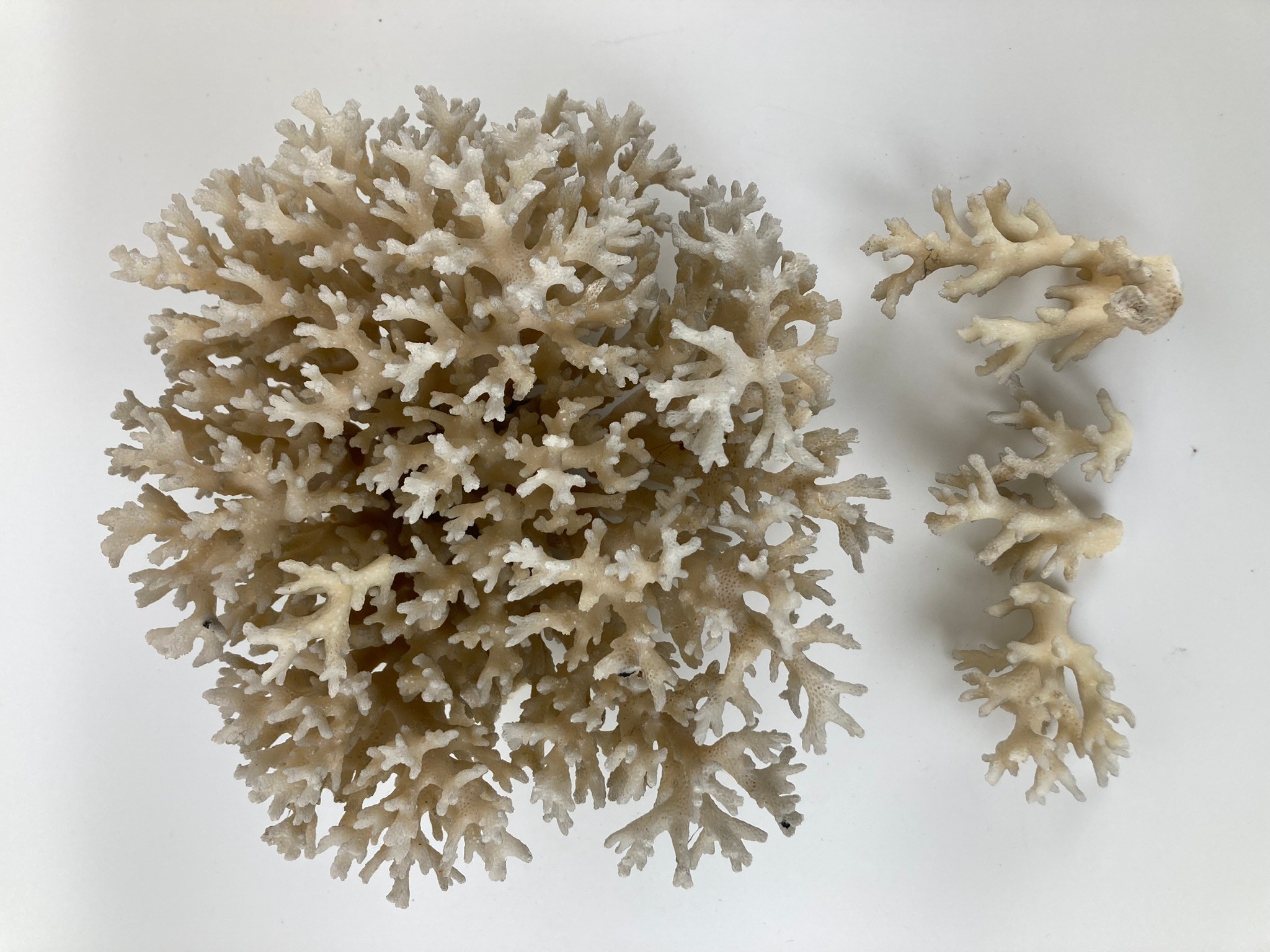 A piece of coral - Image 2 of 3