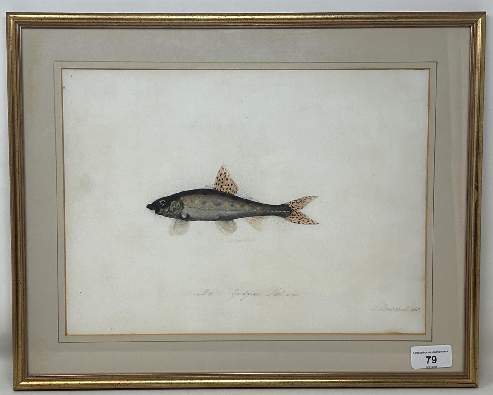 Sarah Bowdich Lee (British 1791-1856), inscribed Minnow, Natl size, signed, 24 x 32 cm, and Sarah - Image 2 of 2