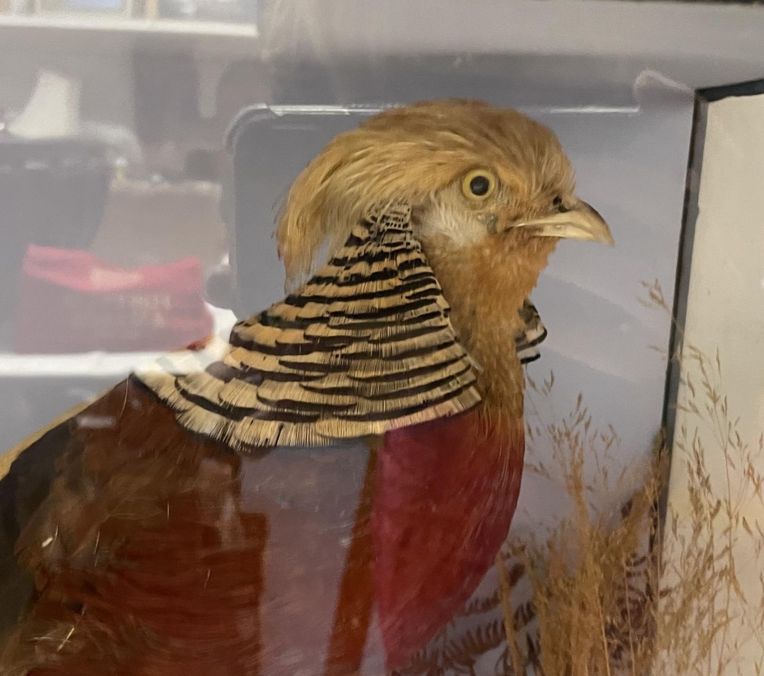 Taxidermy: A Lady Amersham pheasant, and another pheasant, cased, 85 cm wide - Image 2 of 2