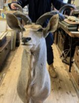 Taxidermy: A head of a Kudu, 200 cm approx. (horns loose)