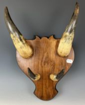 A cowhorn and walnut hat stand, 36 cm high