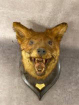 A vintage taxidermy fox mask, Seavington Hunt 1965