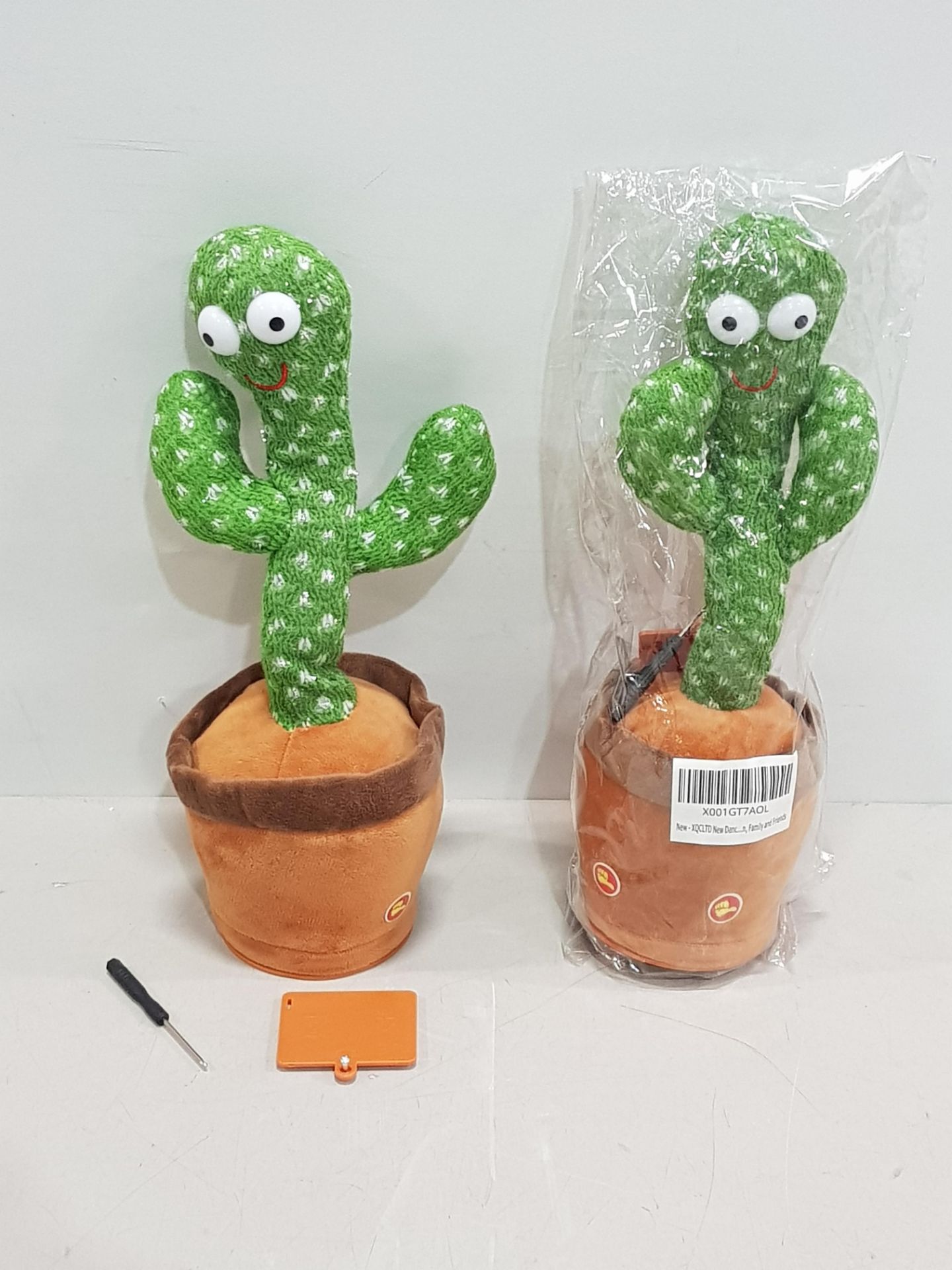 80 X BRAND NEW DANCING CACTUSES IN ONE LARGE BOX