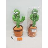 80 X BRAND NEW DANCING CACTUSES IN ONE LARGE BOX