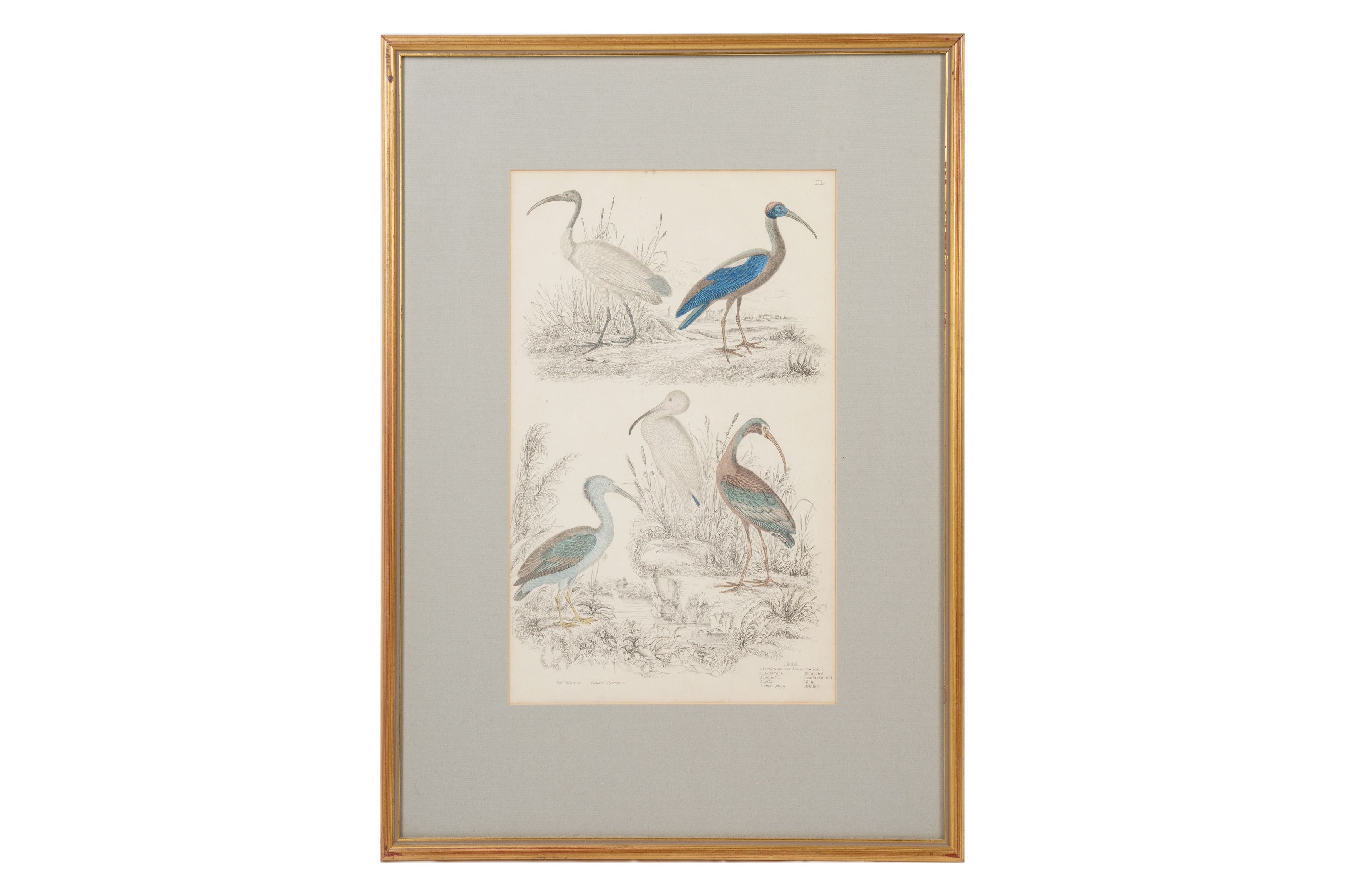 A SET OF TWELVE LATE 19TH CENTURY GILT-FRAMED LITHOGRAPHS - Image 11 of 13