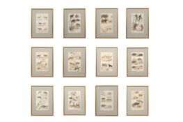 A SET OF TWELVE LATE 19TH CENTURY GILT-FRAMED LITHOGRAPHS 