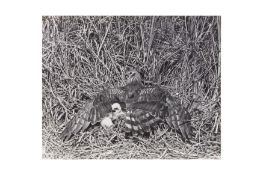 § Eric Hosking (1909-1991)