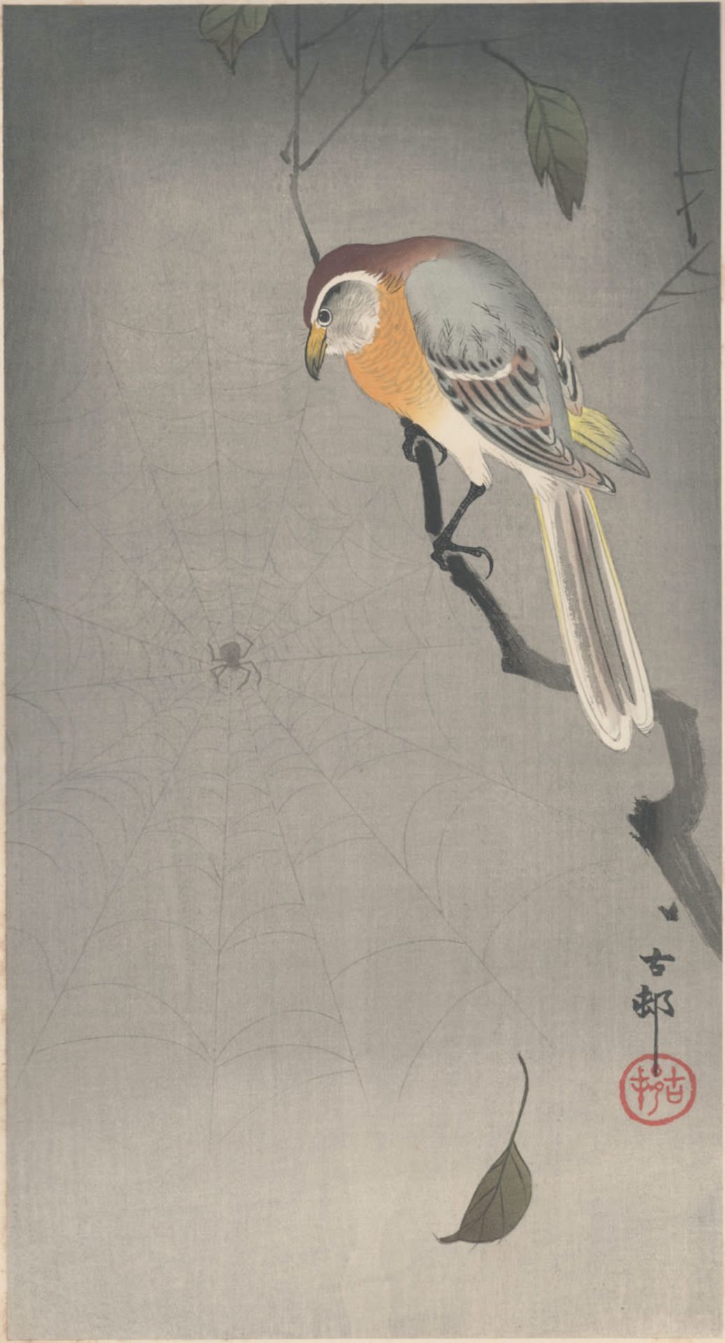 Bull headed shrike looking at spider , Koson Ohara 1877-1945