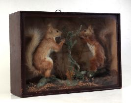 A diorama of two Victorian period red squirrels standing on a branch within a naturalistic