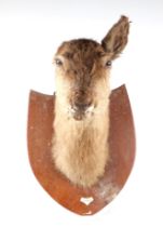 Taxidermy: A deer head and shoulders mounted on an oak shield, bears plaque 'Garth Castle December