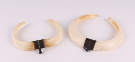 Two boar tusk trophies, the largest 12.5cms wide (2).