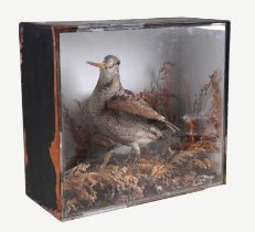 Taxidermy. A cased study of a woodcock in a naturistic setting, 39cm wide.