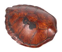 A late 19th / early 20th century large turtle carapace, approx 100cms long. Condition Report