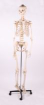 A full sized resin medical students anatomical study Skeleton on stand, overall 173cms high.