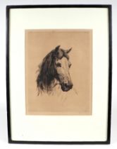 Haywood Hardy (1892-1933) - Study of a Horse - drypoint etching, signed in pencil lower right,