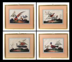 A group of four Chinese watercolours on pith paper, depicting exotic birds, framed and glazed, 25 by
