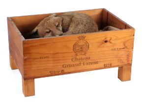 Taxidermy; A fox cub mounted curled up asleep within a Gruaud Larose wooden box, 50cm wide.