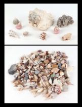 A collection of conch and other seashells.