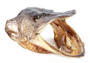 Taxidermy; a pike head.