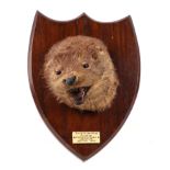 Taxidermy. A full head mount of an otter, on a shield shape oak plaque 'Bitch Otter, 14lbs, Killed