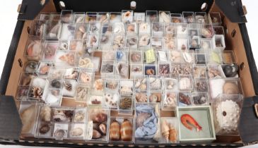 A large collection of small sea shells, in presentation boxes, many with their Latin names.