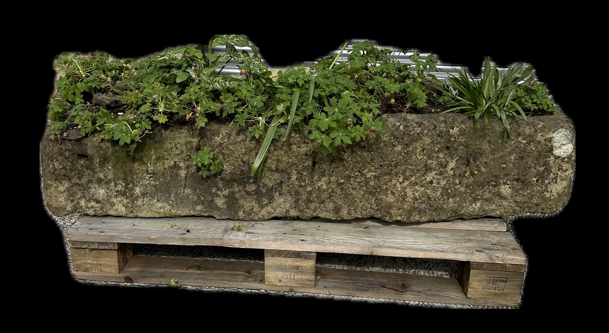 A very large and heavy stone trough planter, 159 by 47 by 30cm high. - Image 2 of 5