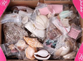 A large collection of small sea shells, many with their Latin names.