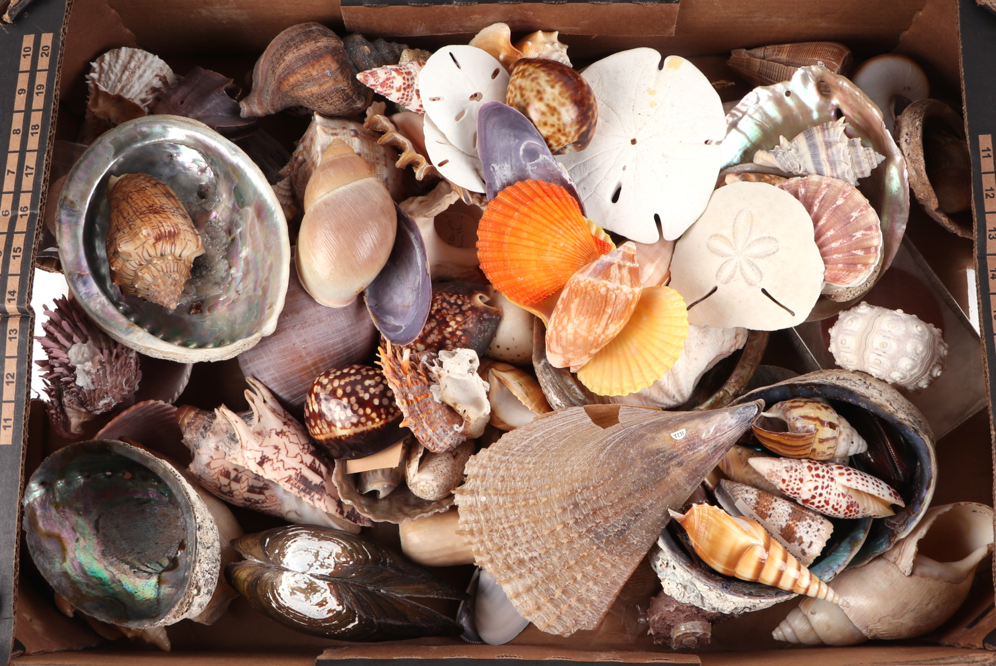A large collection of sea shells.