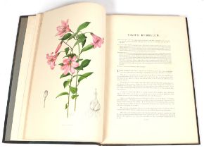 Grove (A), A Supplement to Elwes' monograph of the Genus Lilium, illustrated by Lillian Snelling,