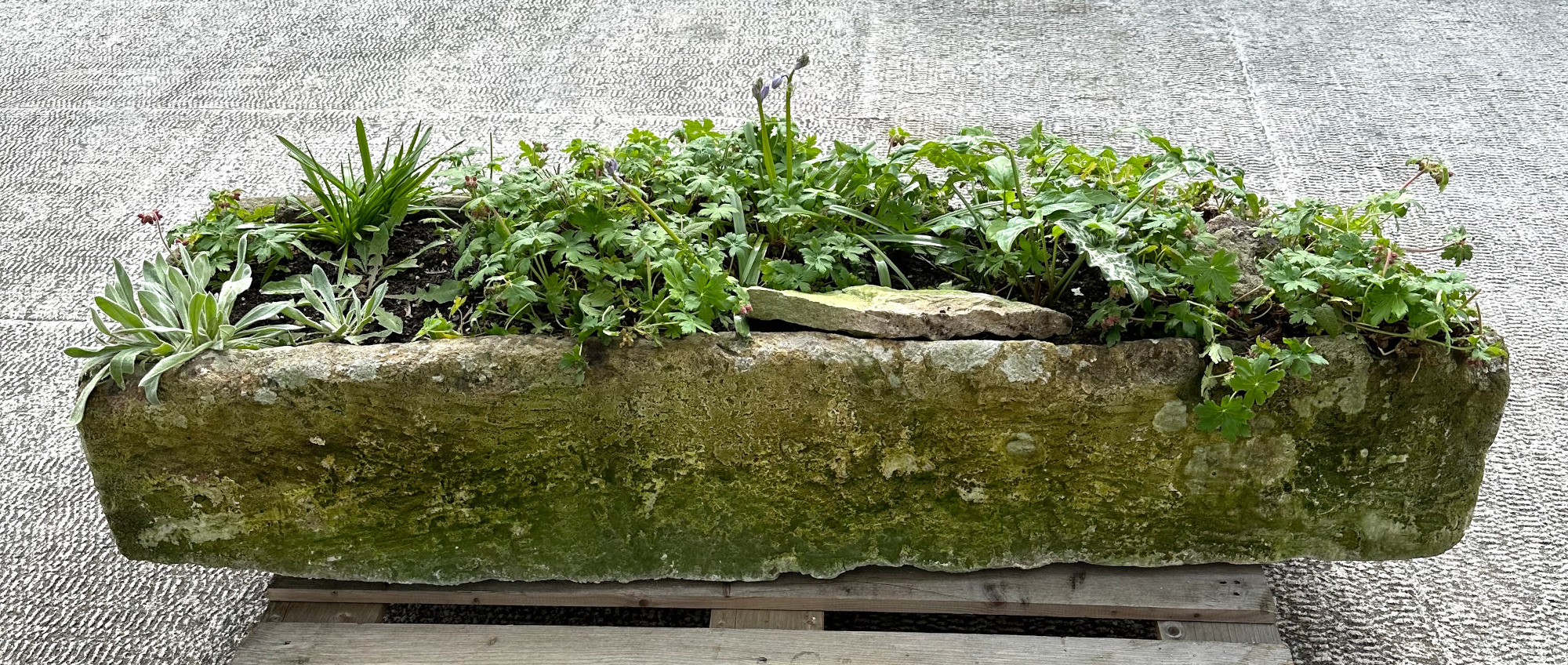 A very large and heavy stone trough planter, 159 by 47 by 30cm high.