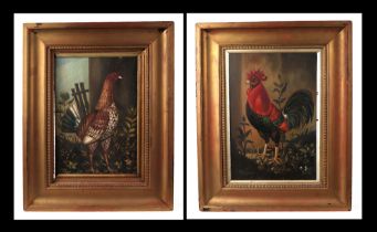M Taverner (Folk art), study of two fighting cocks, signed lower left corner, oil on a pine panel,