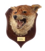 Taxidermy. A head mount of a snarling fox, on a oak shaped plaque "Holsworthy, December, 26th, 1921,
